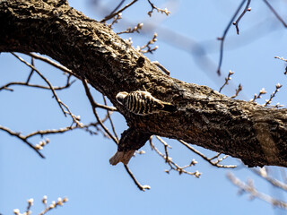 Japanese pygmy woodpecker perched on a branch 2