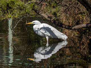 Great egret wading in a reservoir pond 1