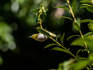 Japanese warbling white eye in green leaves 1