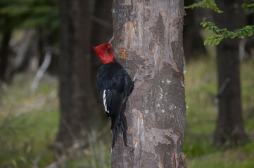 Magellanic Woodpecker in Patagonian forest environment, Los Glaciares National Park, Santa Cruz, Argentina