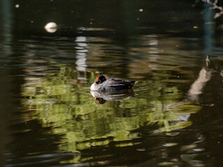 Eurasian green-winged teal duck on a pond 4
