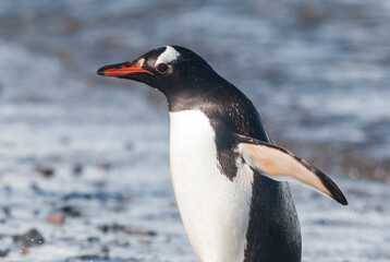  Gentoo Penguin,on an antarctic beach, Neko harbour,Antartica