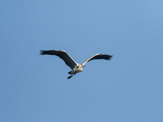 Fototapeta na wymiar Japanese gray heron in flight with blue skies 1