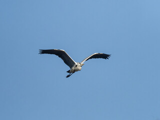 Japanese gray heron in flight with blue skies 1