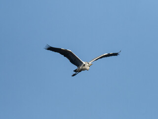 Fototapeta na wymiar Japanese gray heron in flight with blue skies 2