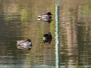 Eurasian green-winged teal ducks on a pond 2