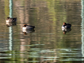 Eurasian green-winged teal ducks on a pond 1