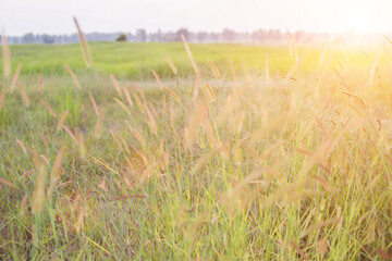 meadows with flowers that bloom in summer.