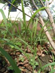 green grass in the garden