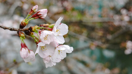 桜　春　広告　素材　SNS　季節　旅行　花　蕾　満開　天気　晴れ　黄昏　