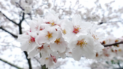 桜　春　広告　素材　SNS　季節　旅行　花　蕾　満開　天気　晴れ　黄昏　