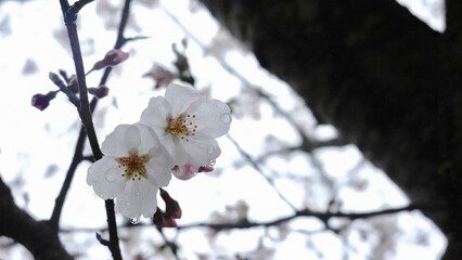 桜　春　広告　素材　SNS　季節　旅行　花　蕾　満開　天気　晴れ　黄昏　