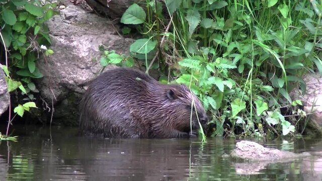 Eurasian beaver eating small branches on a river edge and cleaning its face after, Castor fiber