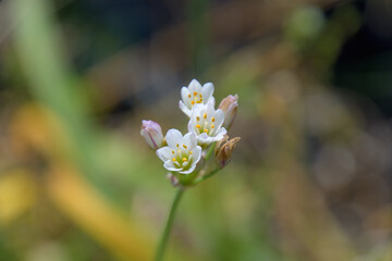 茎の先端に白い小さな花を咲かせているハタケニラ