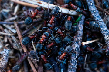 Fototapeta premium Macro photo off two ants staring at each other on top of an anthill with a bunch of other ants