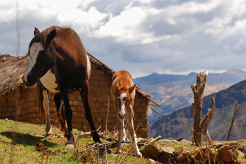 horse and foal in a rural farm field