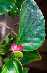 Begonia flowers