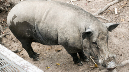 boar
