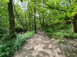 Footpath through the forest in Hardcastle Crags, near Hebden Bridge, Yorkshire