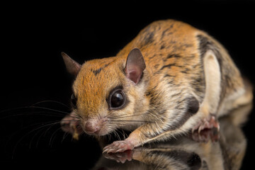 The Javanese flying squirrel (Iomys horsfieldii) is a species of rodent in the family Sciuridae. It...