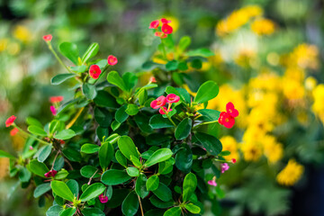 Crown of thorns red flowers Dwarf tree
