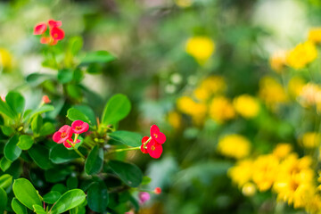 Crown of thorns red flowers Dwarf tree