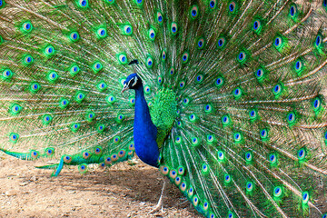 Portrait of beautiful peacock with feathers out