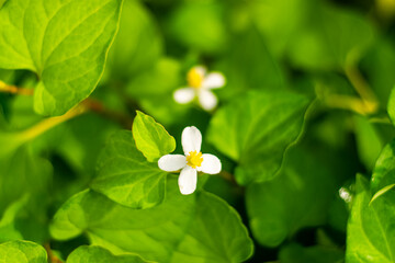 Plu Kaow flower(Houttuynia cordata Thunb )