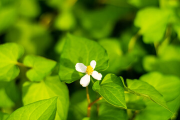 Plu Kaow flower(Houttuynia cordata Thunb )