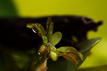 gotas