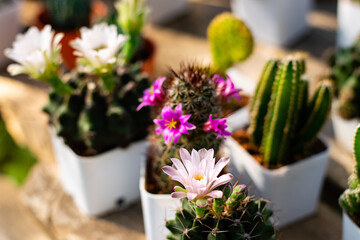 Blooming cactus flowers