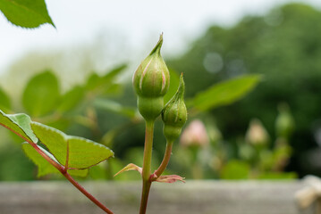 薔薇のつぼみ