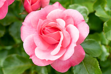 満開の薔薇