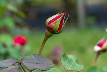 薔薇のつぼみ