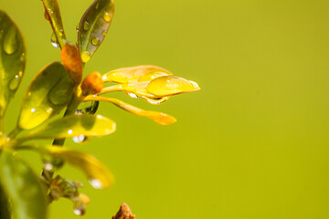 gotas