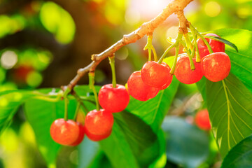 Cherry tree with ripe cherries in the orchard.