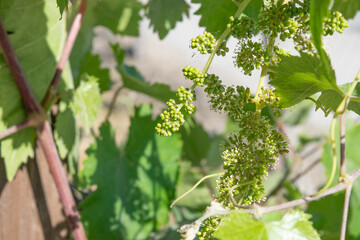 grape plant for wine with small green grapes