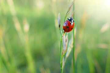 Summer season. Ladybug on a stem of grass on a blurred vegetative background.Summer nature background.