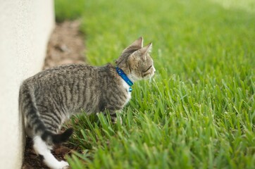 Adorable baby kitten walking through grass