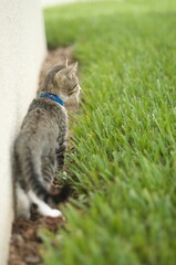 Fototapeta premium Cute baby kitten on the hunt in the yard