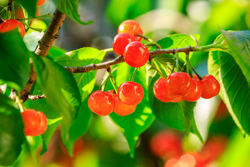 Obraz premium Cherry tree with ripe cherries in the orchard.