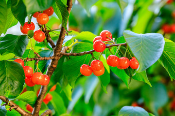 Cherry tree with ripe cherries in the orchard.