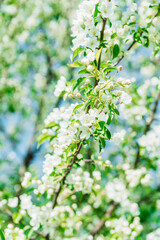Blooming apple tree in the garden. Selective focus.