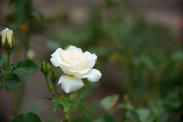 Beautiful single white rose in garden