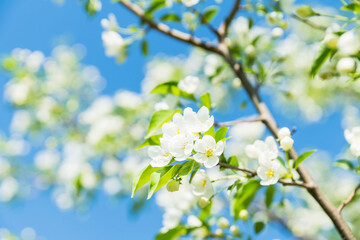 Obraz premium Blooming apple tree in the garden. Selective focus.