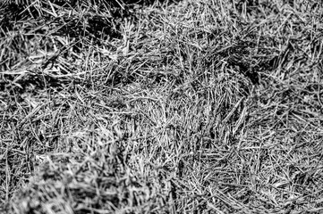 Grass clipping for mulch and compost in pile