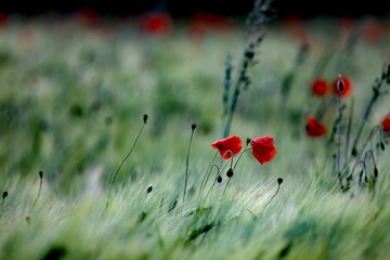 red poppy in the field