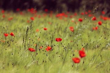 field of poppies