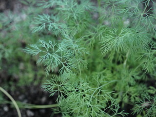 Fototapeta na wymiar Juicy green seedlings of young dill growing in open ground, dill care. Agriculture.