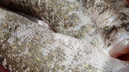 cleaned fish pike in a bucket